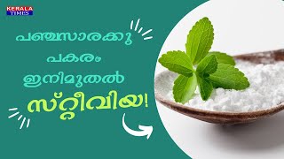 പഞ്ചസാര വേണ്ട പകരം മധുരതുളസി What is Stevia | Natural Sweetener | Plant | Farming | Malayalam