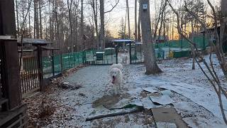 【ルンルンの裏庭】早朝の散歩出発前から元気いっぱいのリリー