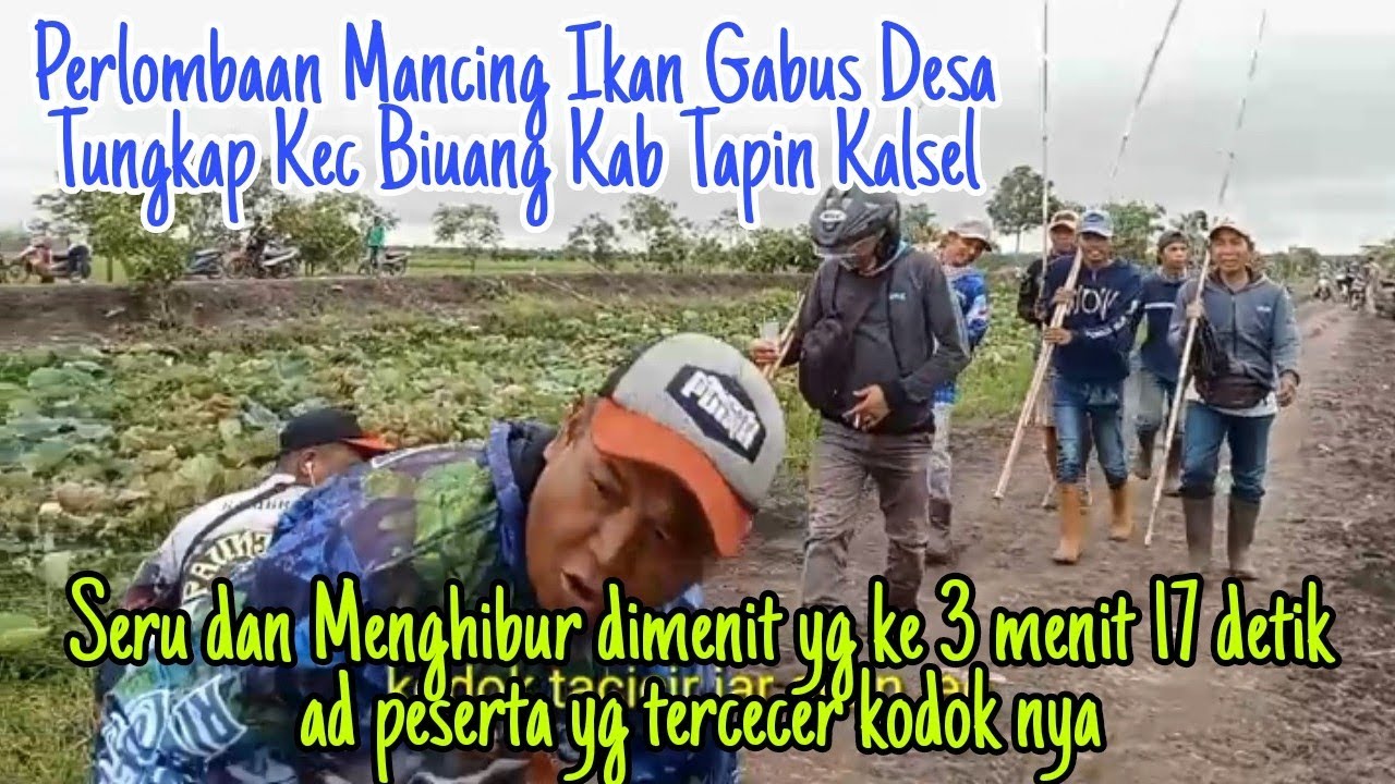Lomba Mancing Ikan Gabus/lomba mamair iwak haruan Tungkap Binuang Kalsel