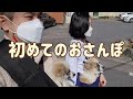 韓国田舎のわんこを初めてお散歩に連れて行きました【日韓夫婦/愛犬チャンネル】