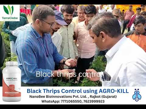 Control of Black Thrips using AGRO-KILL | WA 7623999923