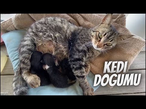 Ruyada Kedinin Oldugunu Gormek Mp3 Mp4 Indir Dur