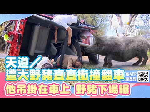 天道／遭大野豬直直衝撞翻車 他吊掛在車上 野豬下場曝｜三立新聞網 SETN.com