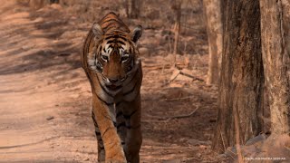 Arrowhead | International Tiger Day | National Geographic
