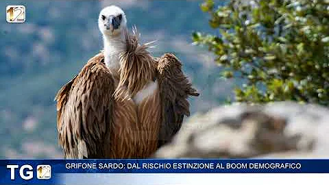 Come si chiama il grifone in sardo?