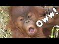 Baby Orangutan POPO 02 - choked on grass オランウータンの赤ちゃん 02 - 喉に草を詰まらせた