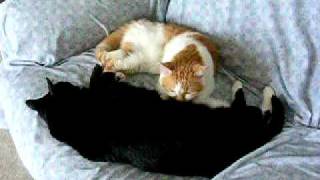 Kitty Pattycake - Cat Belly Rub