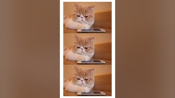 The Secret Language of Cat Ears: Decoding Feline Emotions | Cat Behavior