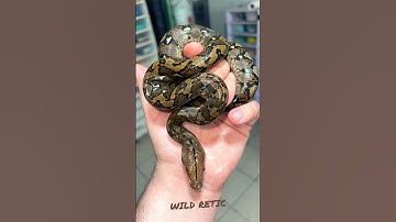 WILD RETICULATED PYTHON # #snake #reptiles #retic #black #animals #breeding #ballpython #python #pet