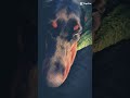 Nova #beawesome #beawesome #youcool #edit #awesome #doberman #dog #pets #nova #edit #bestfriend