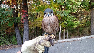 Falcon Belly Dance