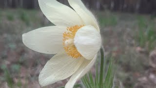 Прогулка в лес с собаками. Лесные цветы🌷