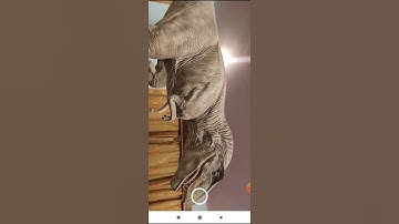 Tyrannosaur in Room l Google 3D l Augmented Reality