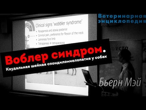 Видео: Синдром воблера у собак