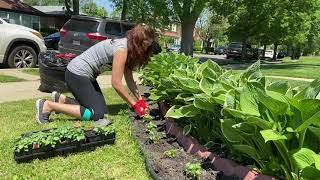 Planting Flowers In The Front Yard Promise Rodriguez
