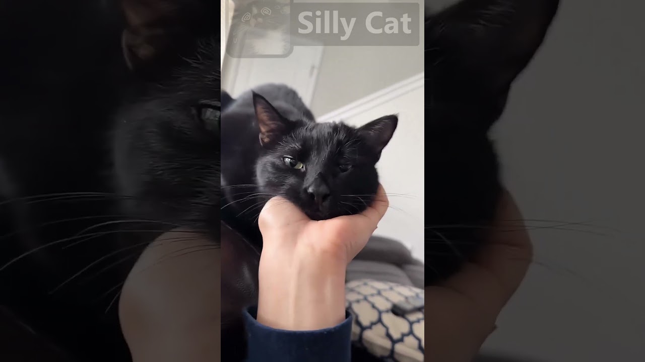 Silly Cat 20 