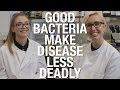 Good bacteria make disease less deadly | Shed Science