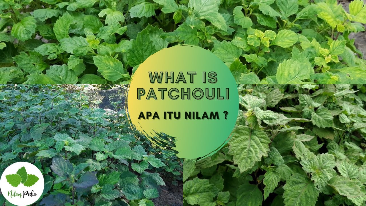 23 Apa Itu Nilam YouTube 23-apa-itu-nilam-youtube