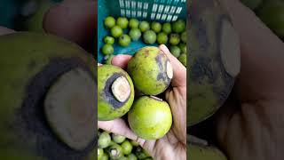 #গাব#blog #vlogwithsohelvillagelifestyleinbangladeshbeautiful