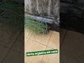 Horta orgânica em casa. Cultivo de cebolinha e coentro #horta #hortaorganica #hortaemcasa