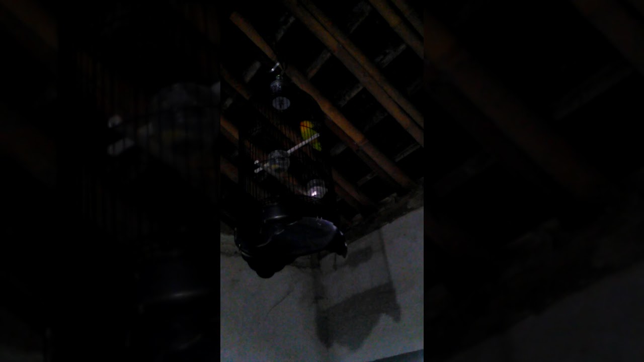 Lovebirds isian kenari 