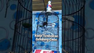 Konin Gacor Nembak Materi Belalang Emas Panjang #konin #kolibrininja #koningacorfullisian #kni