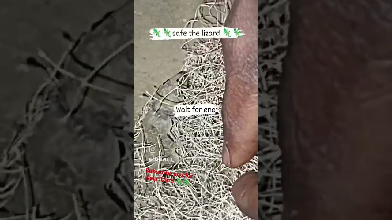 safe rescue the lizard 🦎🦎