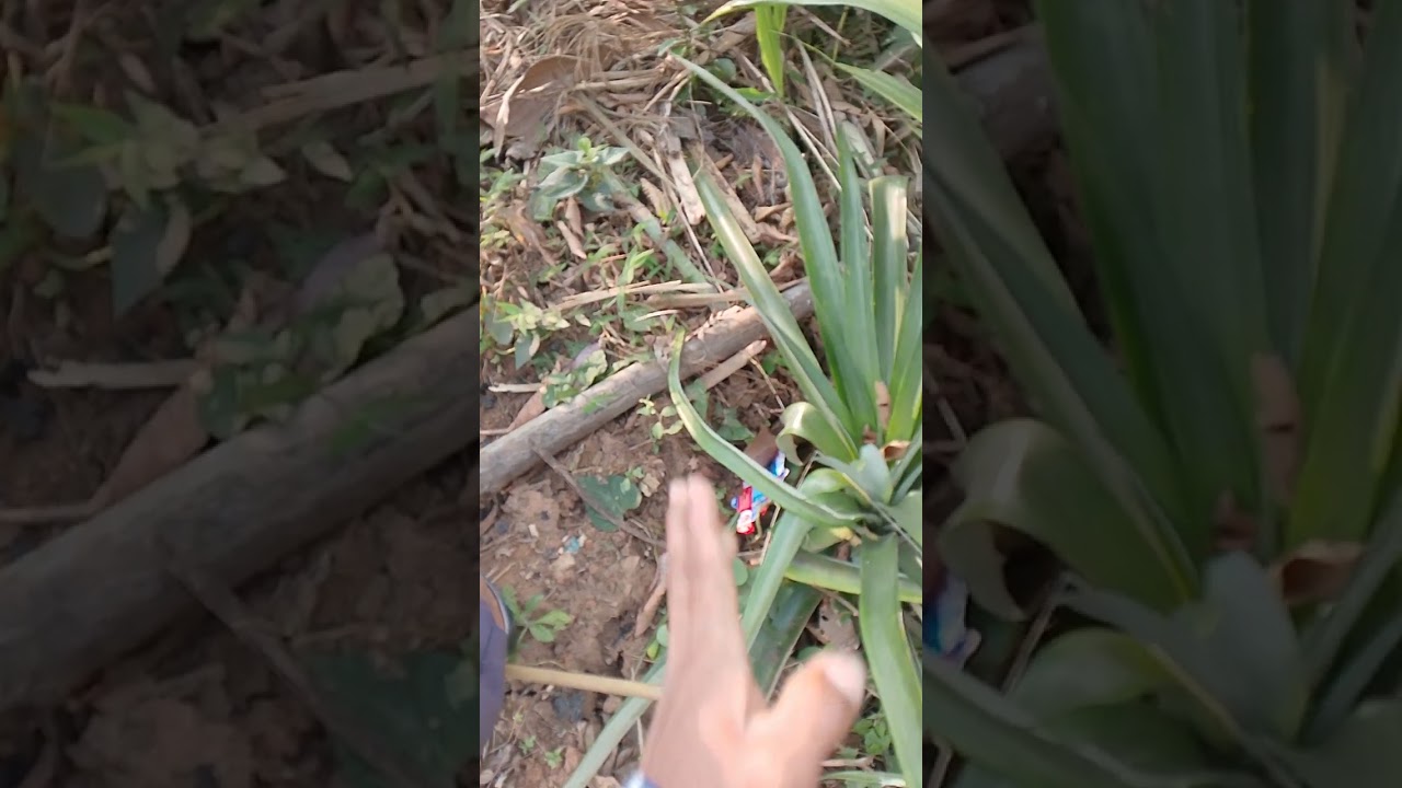 U sla soh trun bd u soh trun u ia rap ia phi peit kloi 