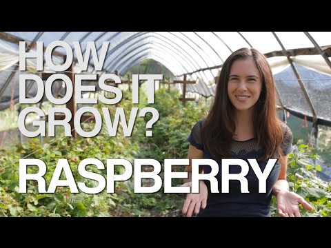 Video: Informacion Woodland Strawberry - Si të rritet një bimë luleshtrydhesh alpine