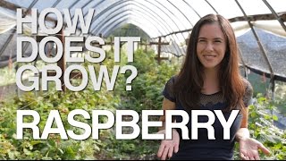 RASPBERRY | How Does it Grow?