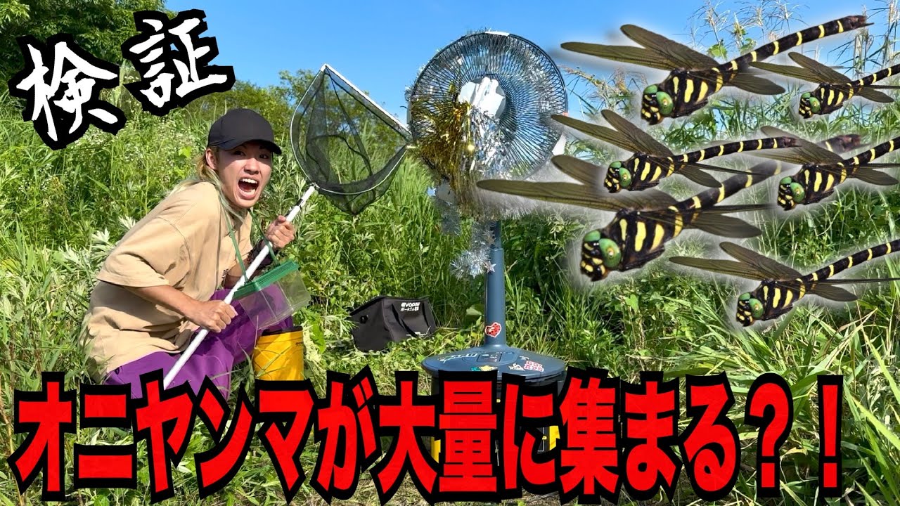 【検証】オニヤンマは扇風機の反射に寄ってくるならギラギラの扇風機なら大量に寄ってくる説！！！！！