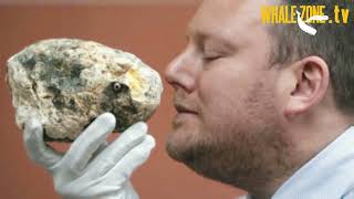 How to Recognize Ambergris | WHALEZONE.TV S4E6