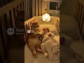 Caught on Camera: Cat Feeding Baby with a Bottle 😭❤️