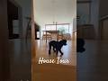 緑を借景に暮らす26坪の家｜Small House in Japan　#ルームツアー #シンプルな暮らし #注文住宅 #犬との暮らし