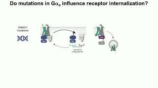 Day 1 17 Jacob B  Rowe, PhD  Receptor internalization dynamics are influenced by mutations in G alph