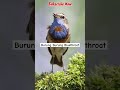 Suara Burung Bluethroat yang gacor #bird #burungkicau #feedshorts