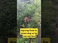 #animals #doglover