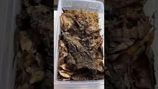 How To Make Money Breeding Bugs? (Isopods) #shorts #reptiles #bugs #insects #science #howto #animals