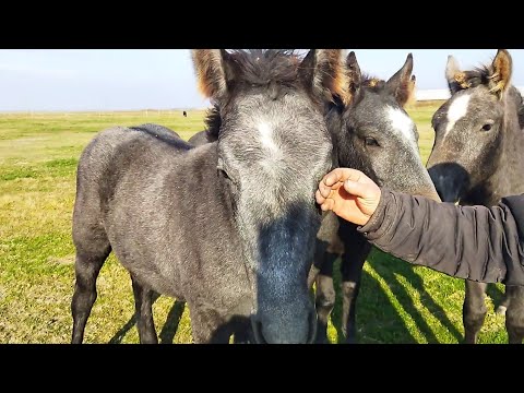 Video: Takmičenje 