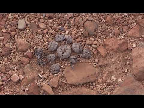 Video: Cómo Los Animales Se Adaptaron A La Vida En El Desierto