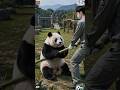 A baby panda and its keeper snap bamboo stalks #panda #trending #cutepanda #cute #fyp