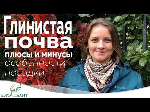 Видео: Могат ли кокосите да растат в глинеста почва?