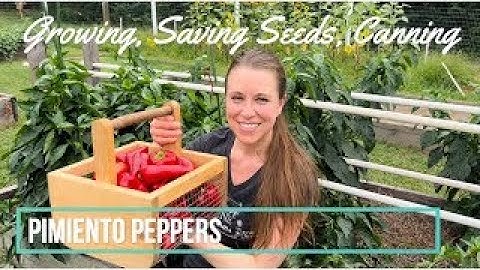 Pimiento Peppers: Growing | Saving Seeds | Canning