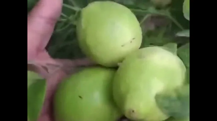 PQNK one acre prosperity model