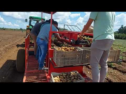 Vídeo: Irrigação de batatas e seu efeito na produtividade