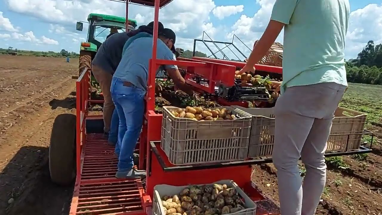 Colhedeira de Batata , Inhame e batata Doce CLK