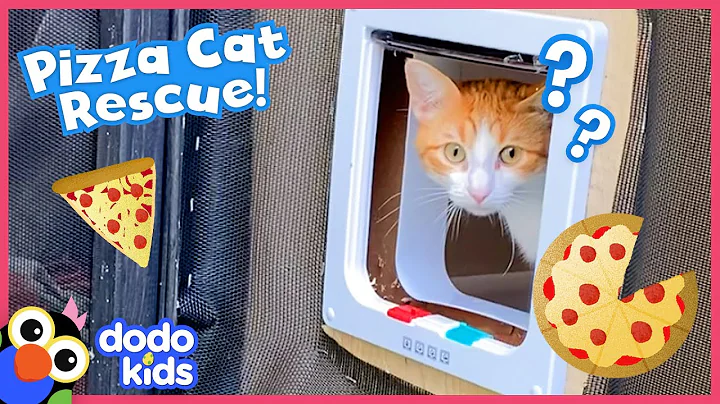 Let’s Rescue These Pizza Cats And Build Them A Catio! | Dodo Kids | Rescued!