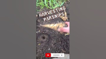 Harvesting Parsnips #shorts #gardening #newyoutubechannel