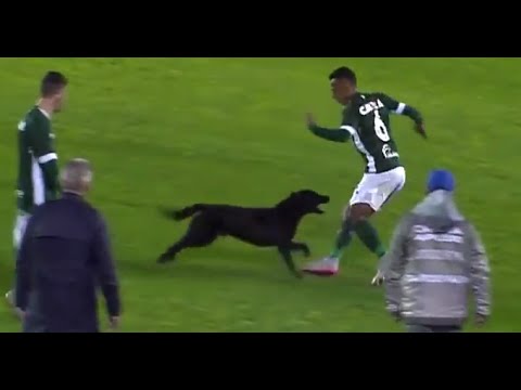 Watch this dog chase a player around a pitch in Brazil