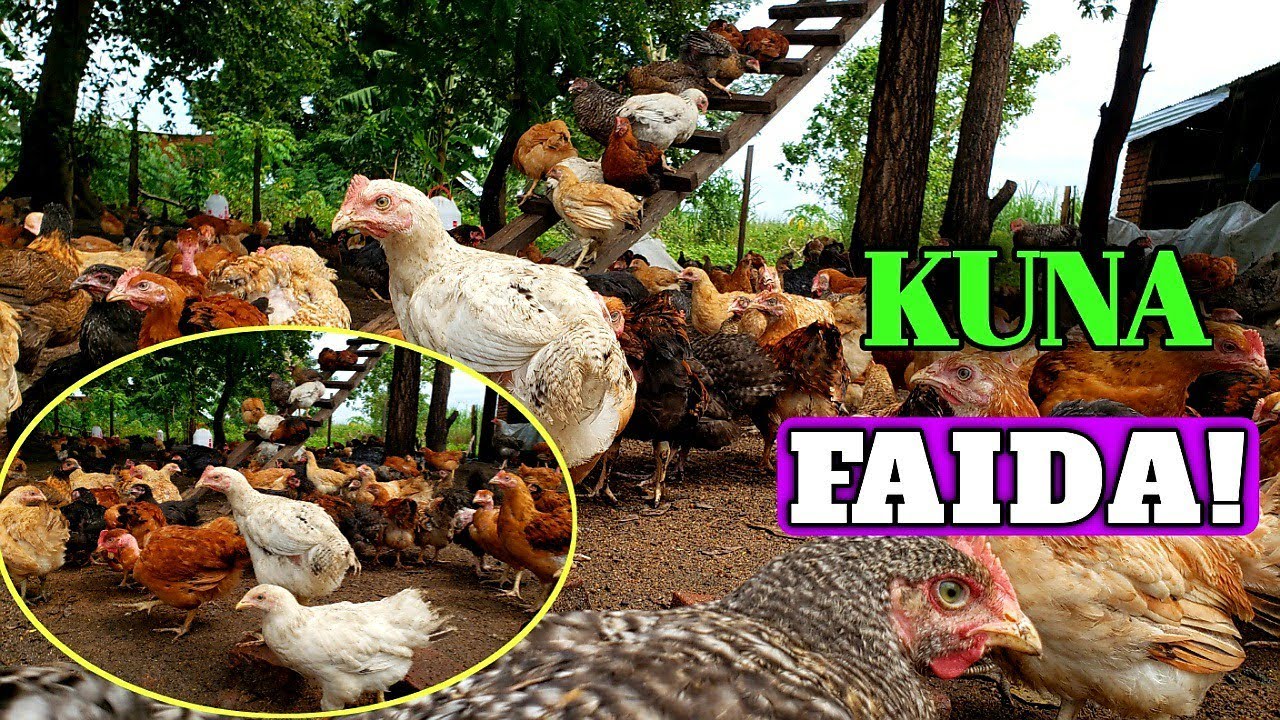 A FARM. FAIDA YA UFUGAJI INAYOVUTIA WENGI!